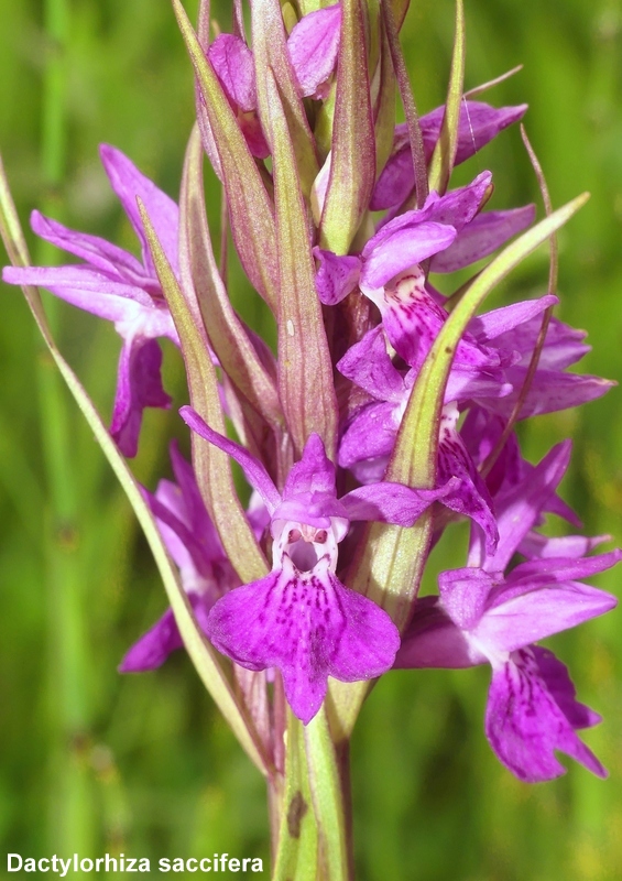 Una giornata tra le orchidee da Villetta Barrea a Scanno - 16 giugno 2021